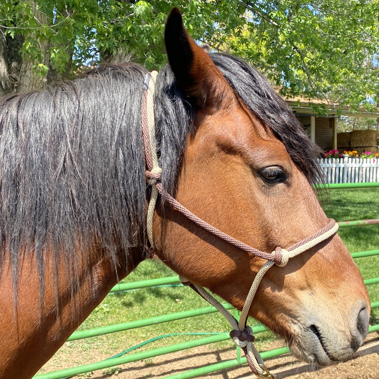 Western Classics | Brown & Light Tan Rope Halter for Horses | Two Band | Original Handmade Design