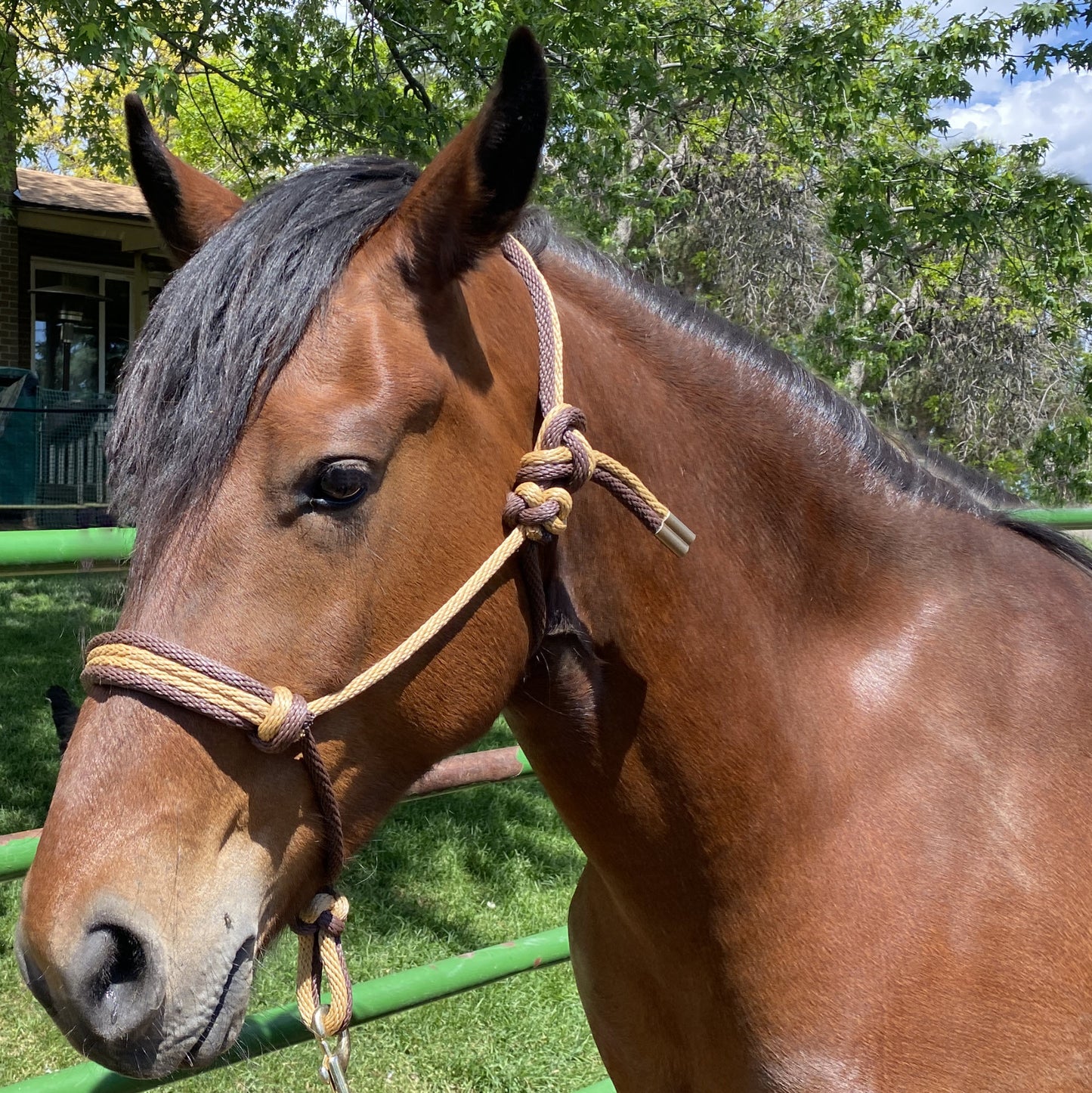 Western Classics | Brown & Mid-Tan Rope Halter for Horses | Quad Band | Original Handmade Design