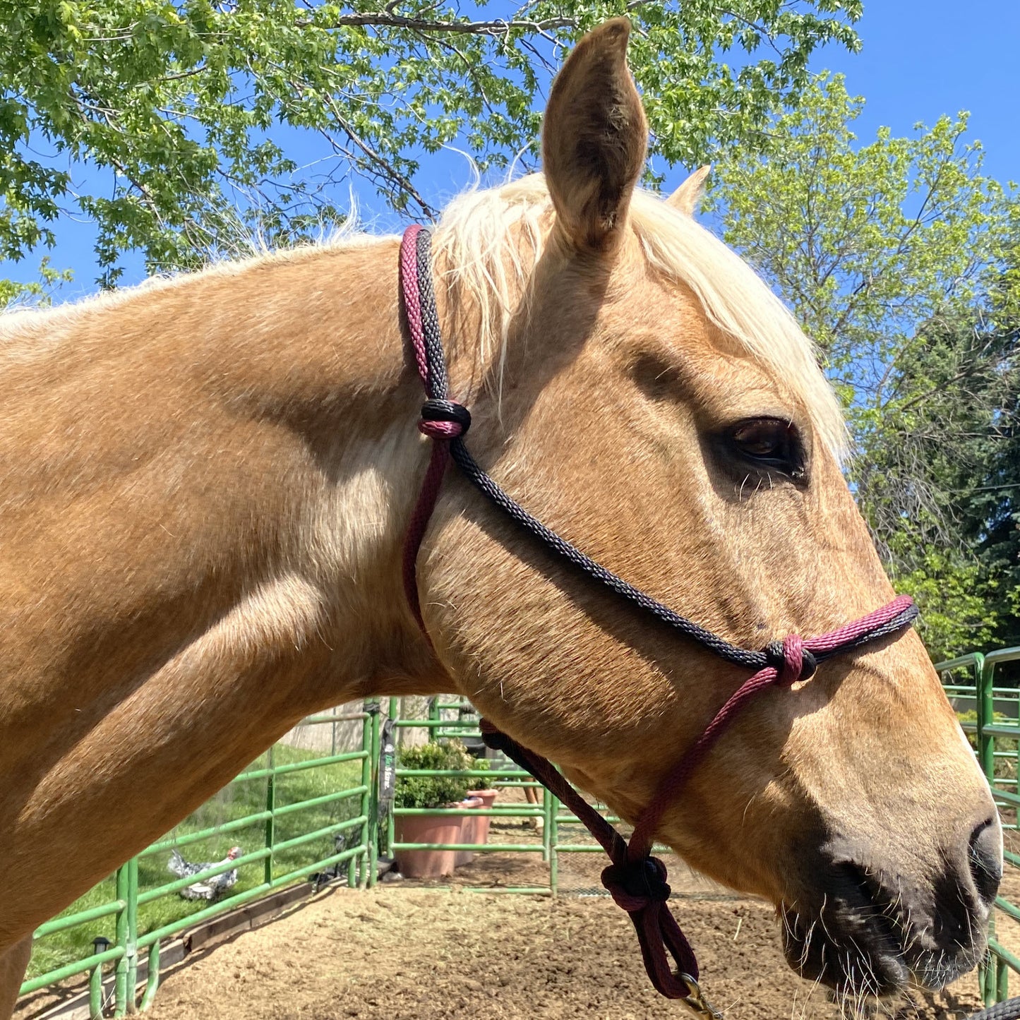 Western Classics | Burgundy & Black Rope Halter for Horses | Two Band | Original Handmade Design